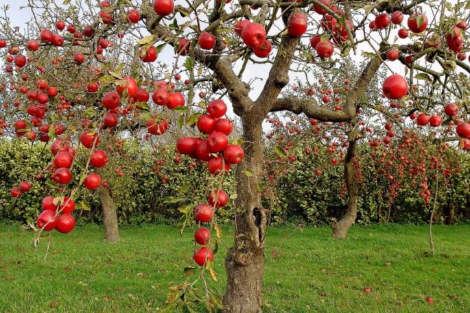 Польза и вред яблок, свойства и витамины