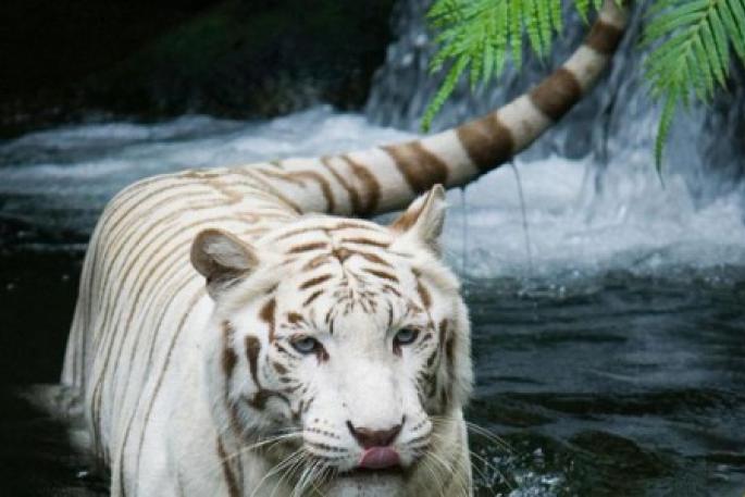 Всё о животных тигры. Тигр – полосатый хищник. Распространение и статус популяции