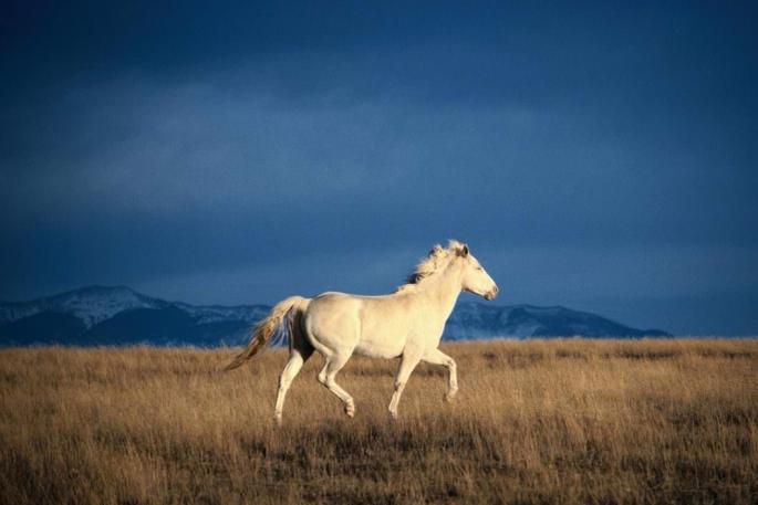 Истории о тарпанах… Дикая лошадь тарпан