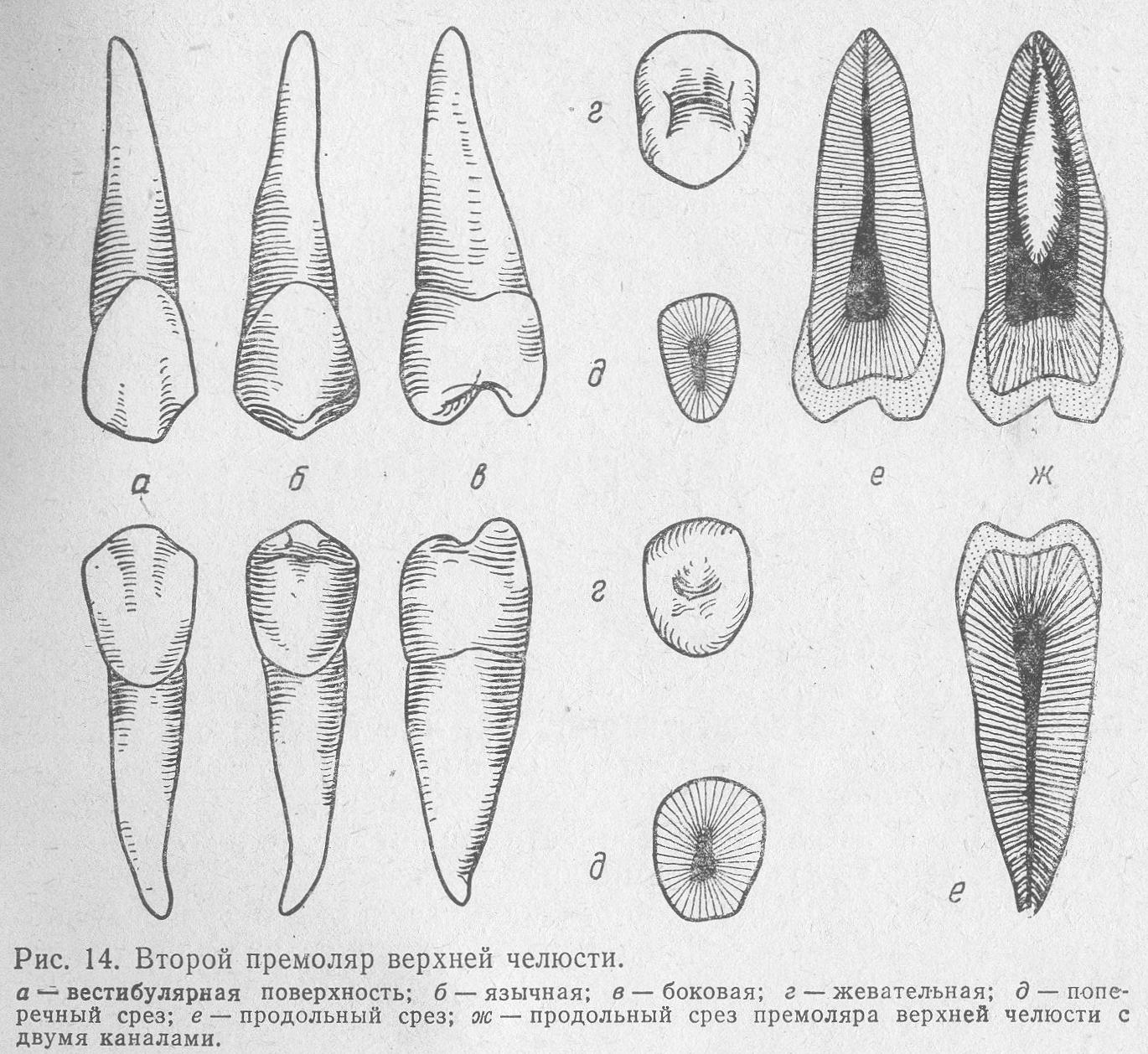 Трубчатый зуб. Второй премоляр нижней челюсти анатомия. Второй премоляр верхней челюсти анатомия. Первый и второй премоляр нижней челюсти. Зуб Нижний первый премоляр анатомия.