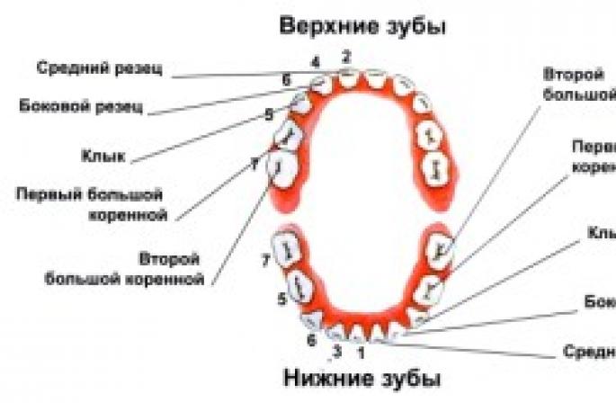Нумерация зубов в стоматологии схема у взрослых